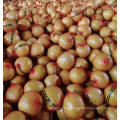 Fresh Fruit Organic Honey Pomelo High Quality with Gap Certificate